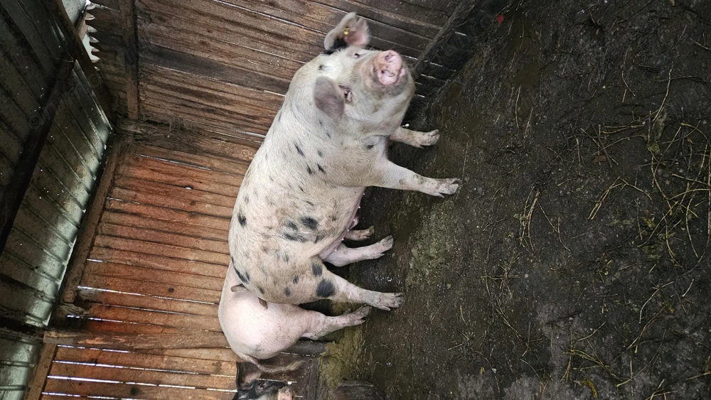 Porc rasa marele alb cu Pietran  cel  cu pete 18 lei kg