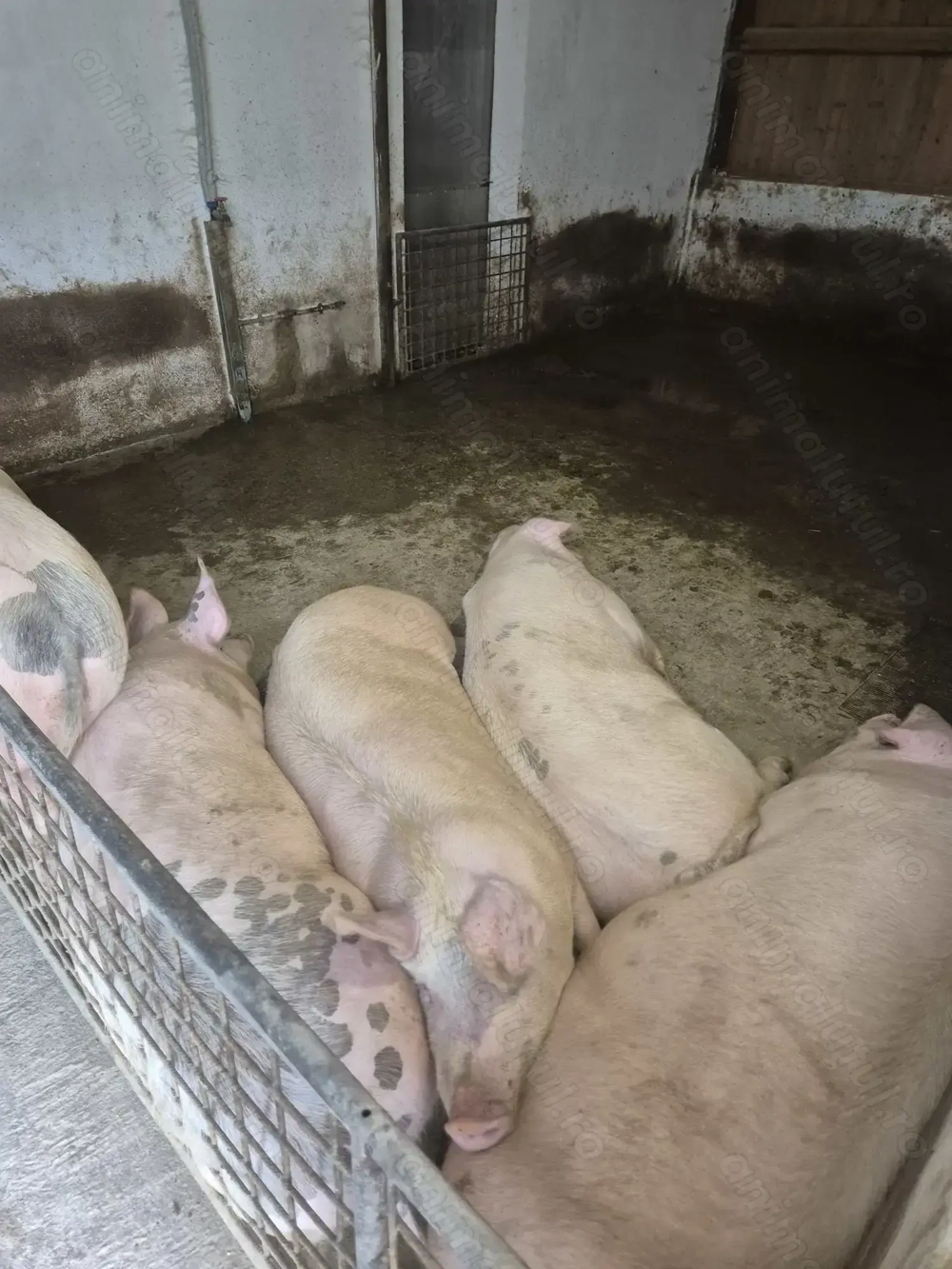 Porci grasi de vanzare 