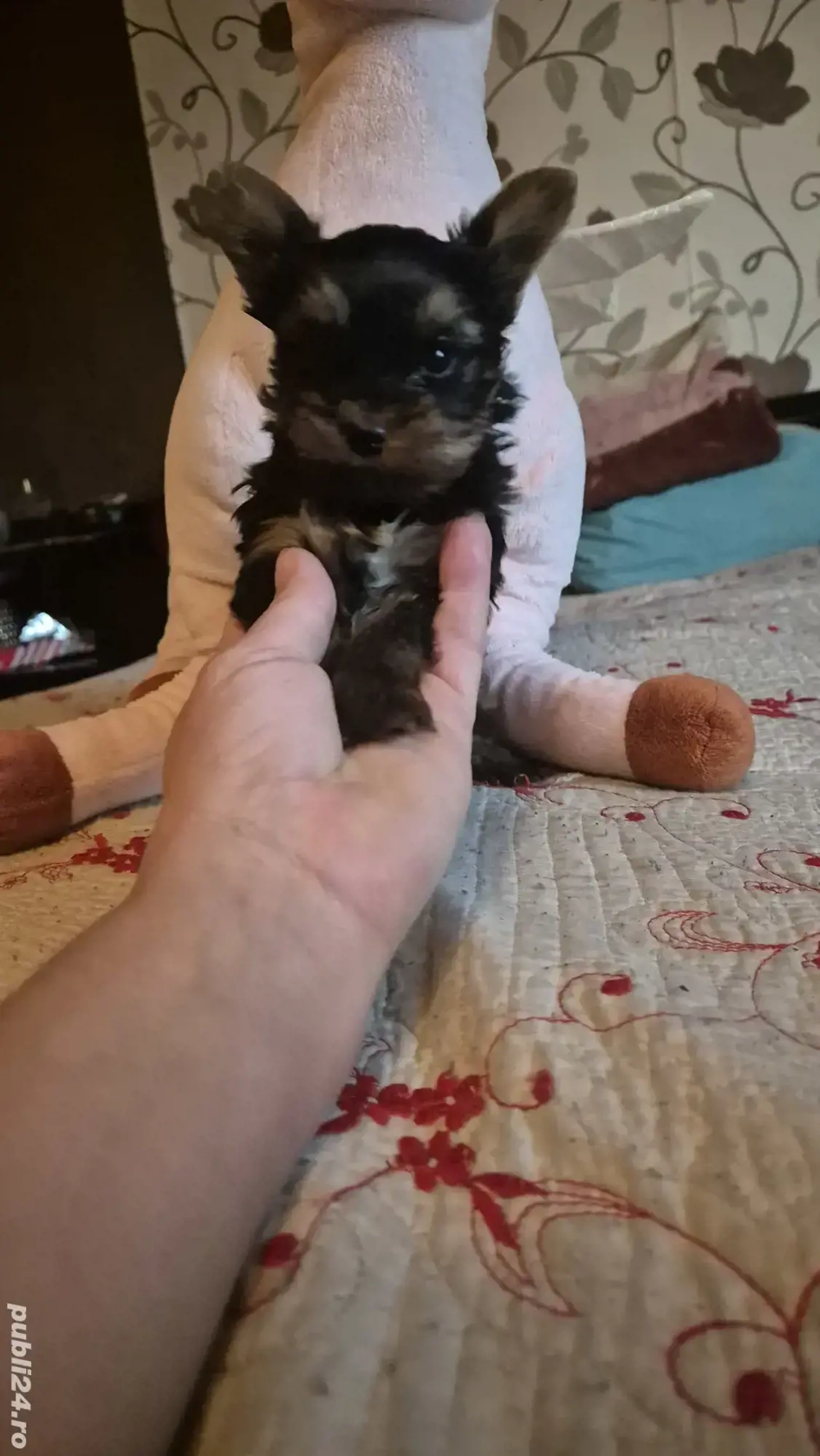 vând băiețel yorkshire terrier 