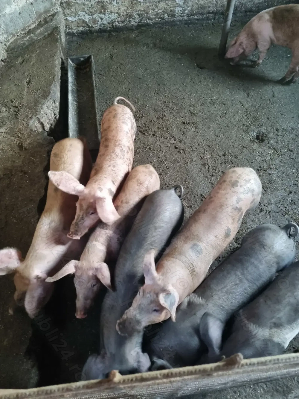 4 fete și 3 băieți de vânzare 