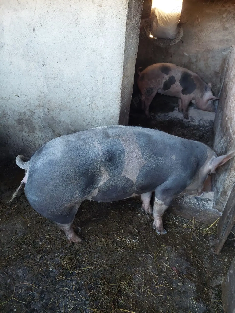 Porci de Vanzare