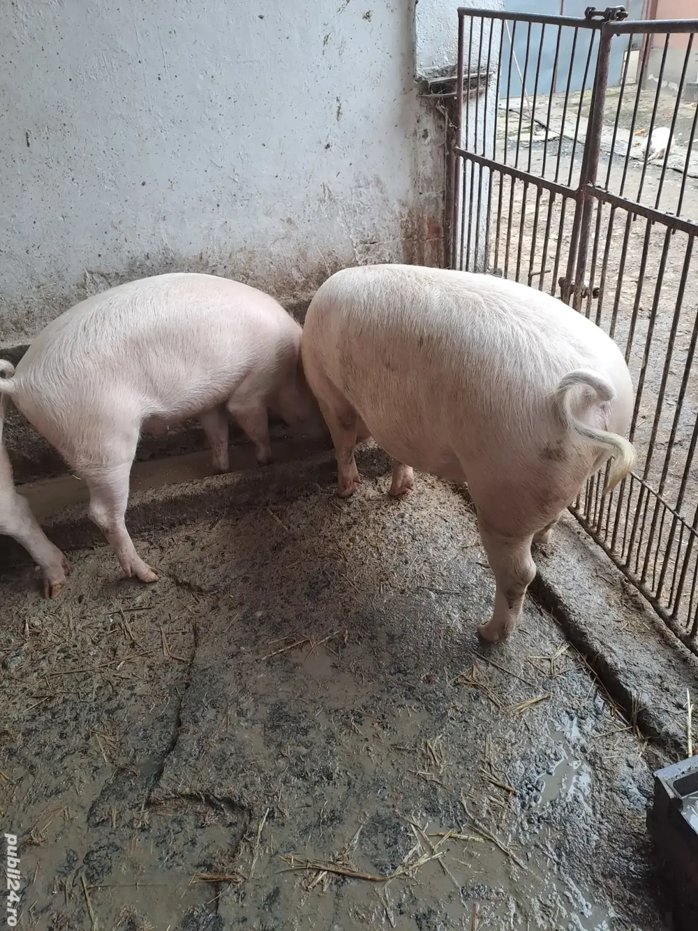 Vand porc de carne aprox. 100 kg