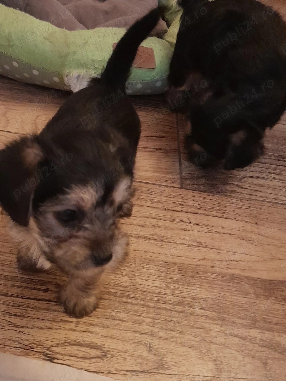 Yorkshire Terrier Toy 