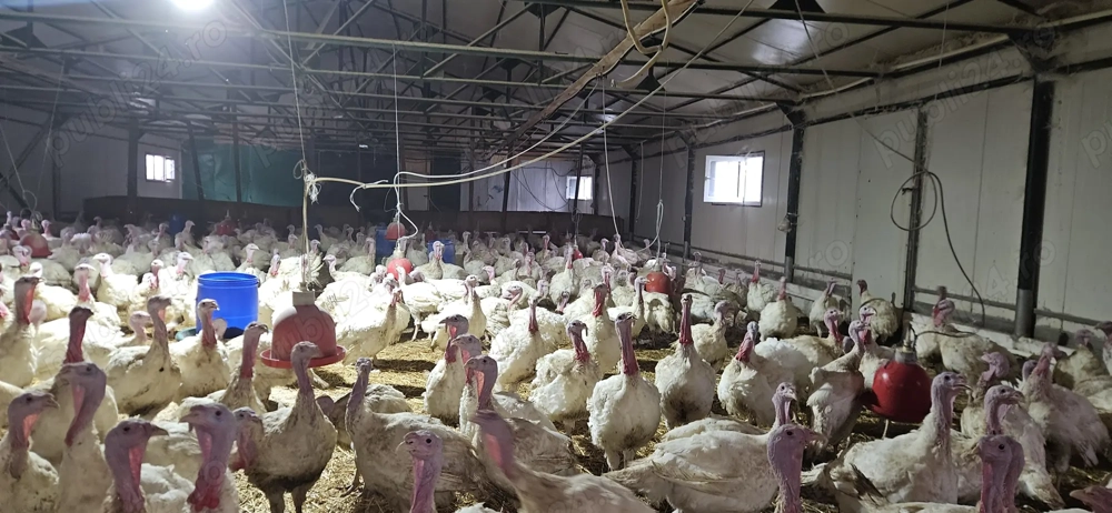 Vind  Curcani pentru Crăciun 