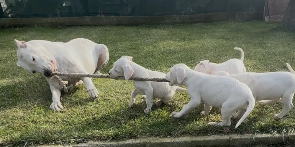 Dog Argentinian cu Pedigree