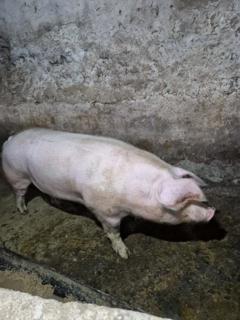 Se vinde ,250-300 kg la 12lei kg