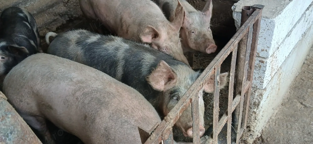 Porci de Vânzare 