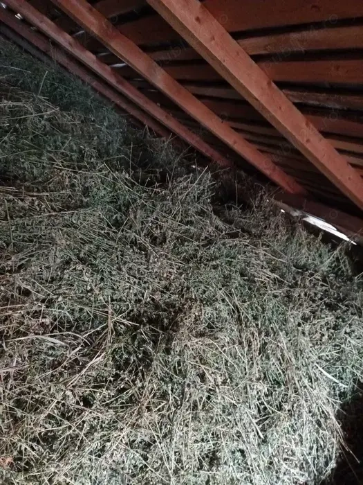 Vand lucerna vrac tinuta in pod Leordeni