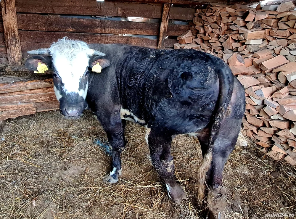 Vând vițea belga pentru sacrificare.