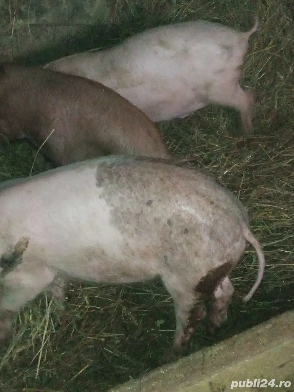 vând purcei pentru detalii sunați la numărul de telefon   