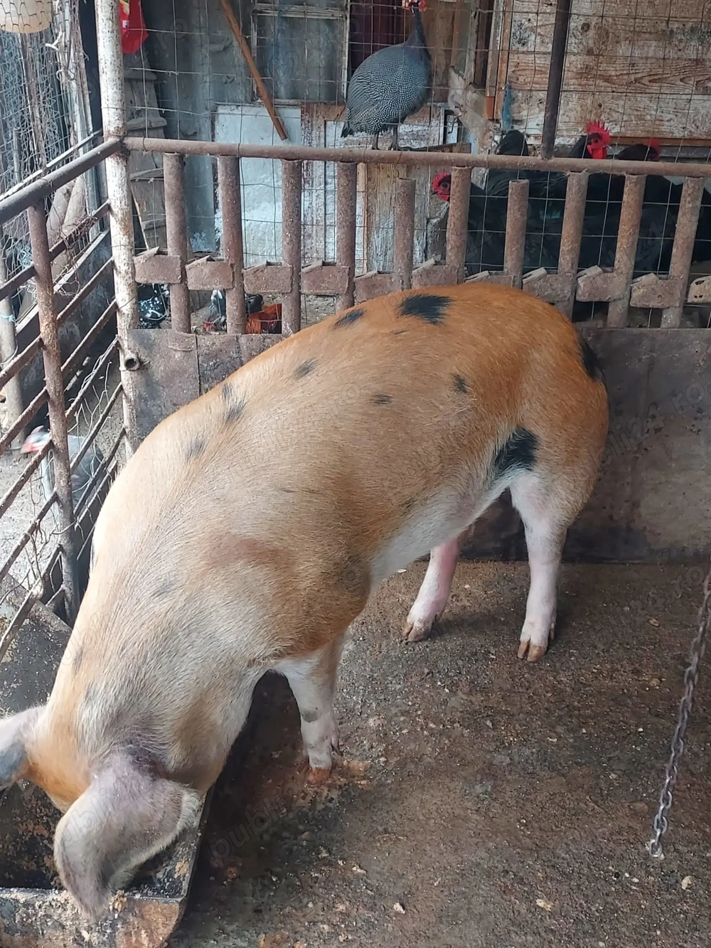 De vânzare porc din gospodărie 