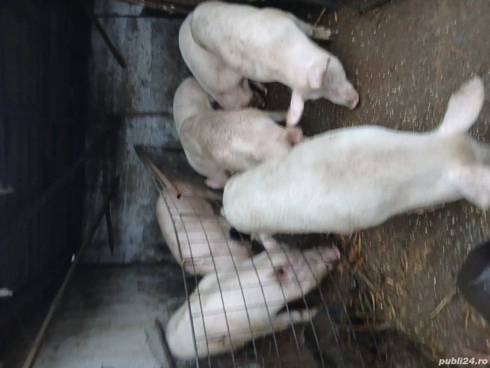 Vand porci pentru Craciun