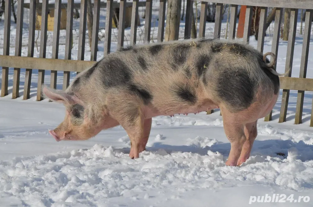 Vand 2 porci pietran