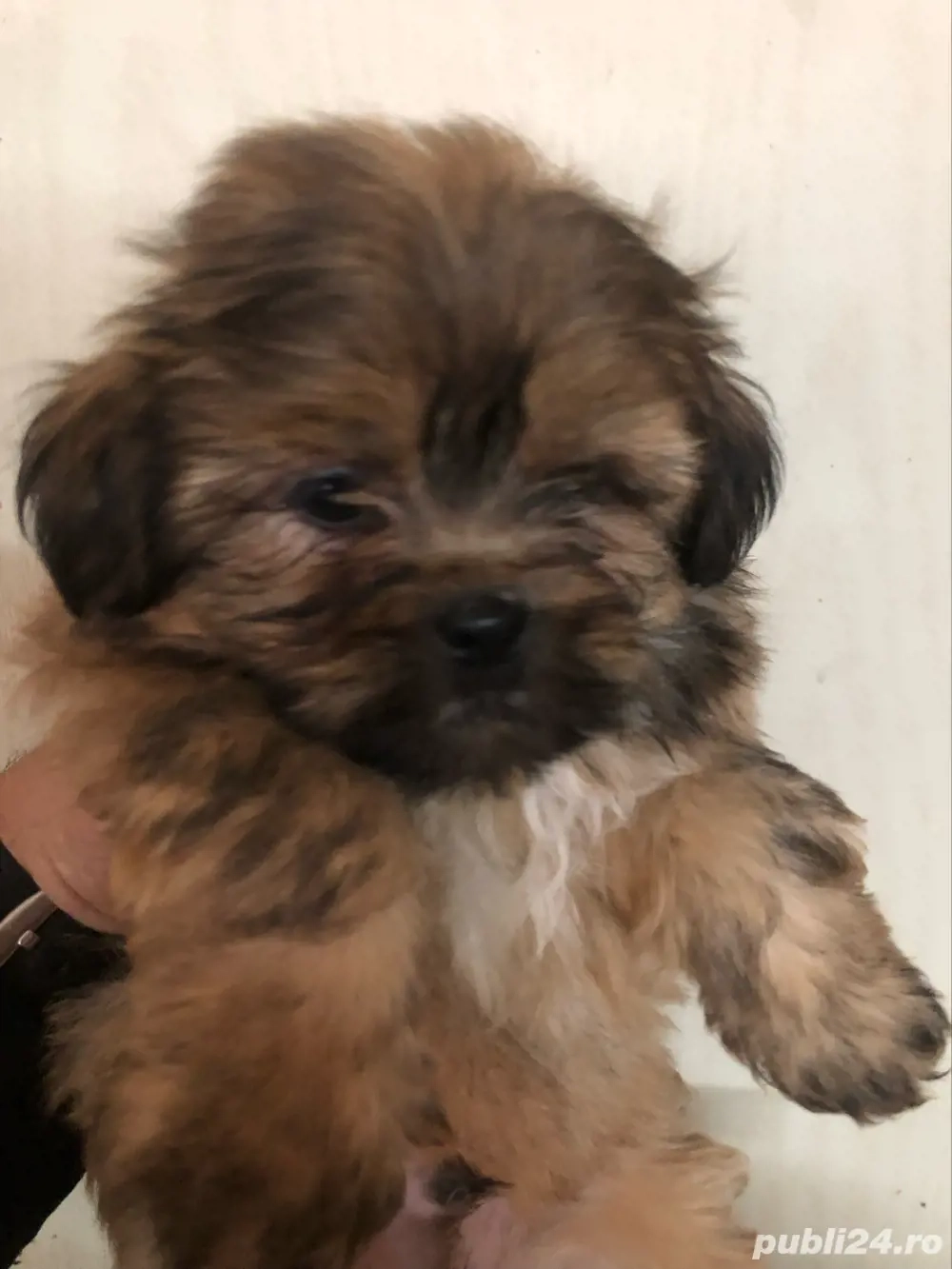 catelusa bichon havanez maro