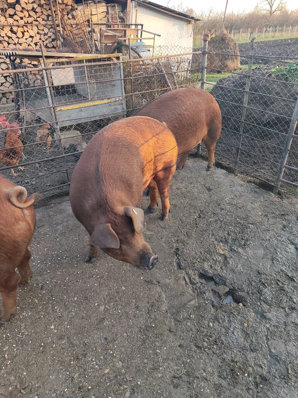 Porci pentru sacrificat!