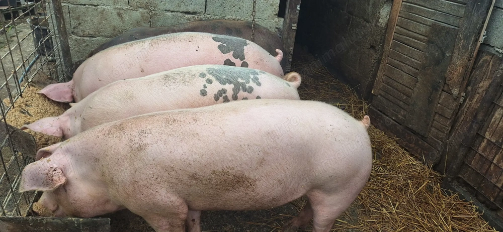 Porci de taiat 17 lei kg 