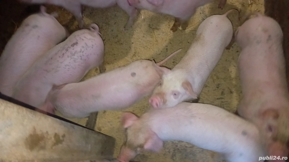 de plecare la alt stăpîn 