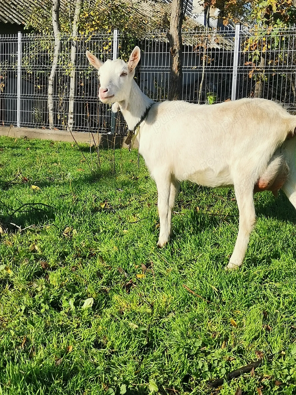 Vând capre de rasă sannen