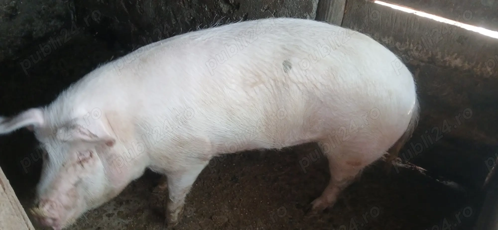 Purcea 160 kg  180 kg