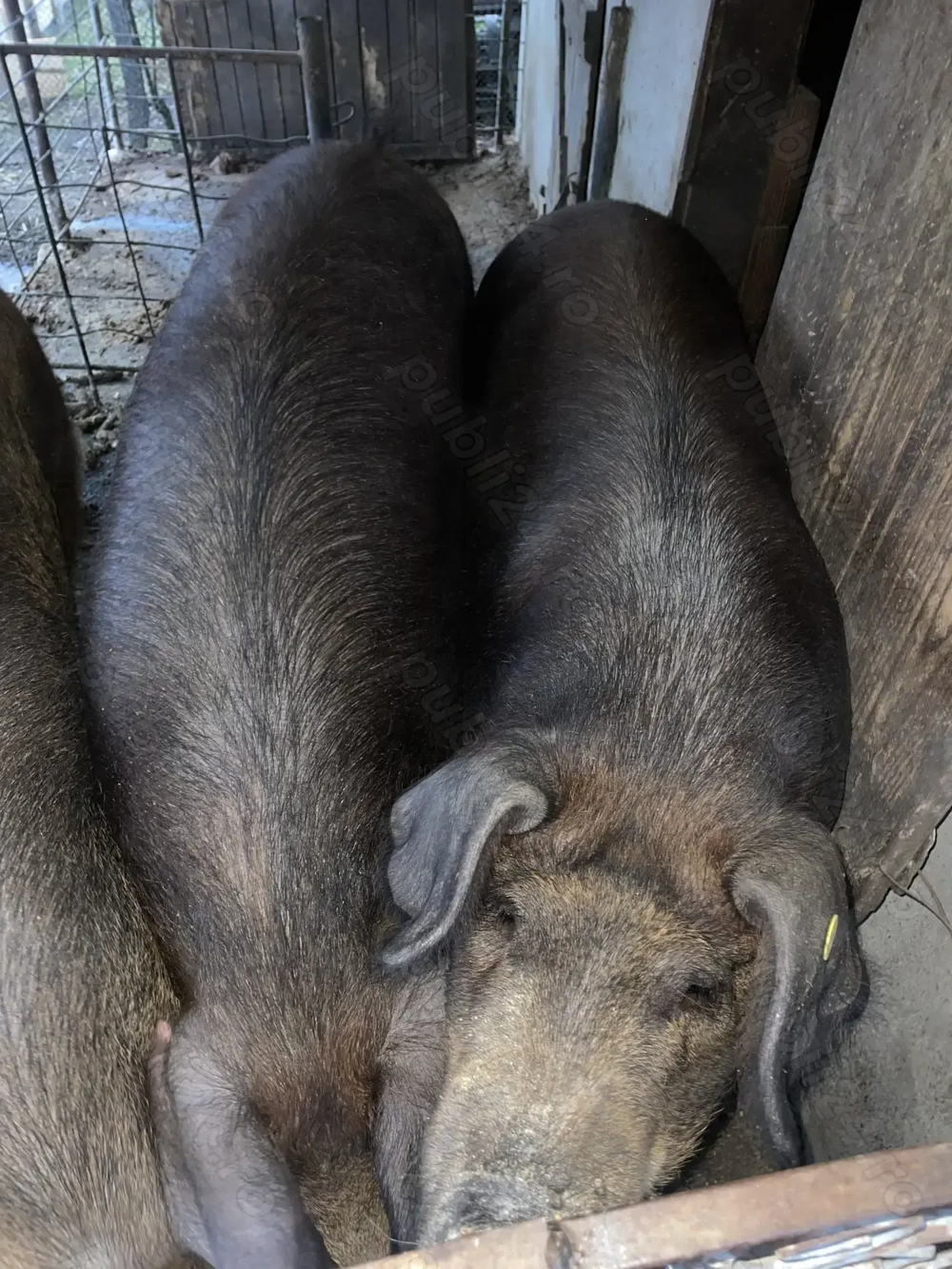 Vand porc sau purcea