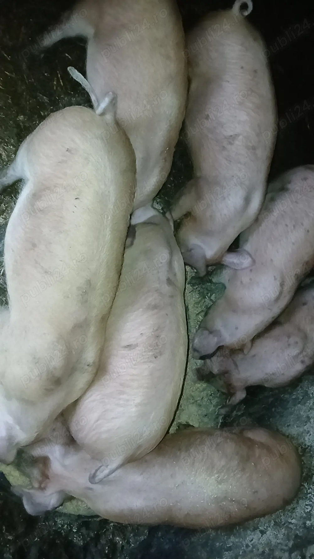 Purcei de carne ,rasa pietrain cu Duroc