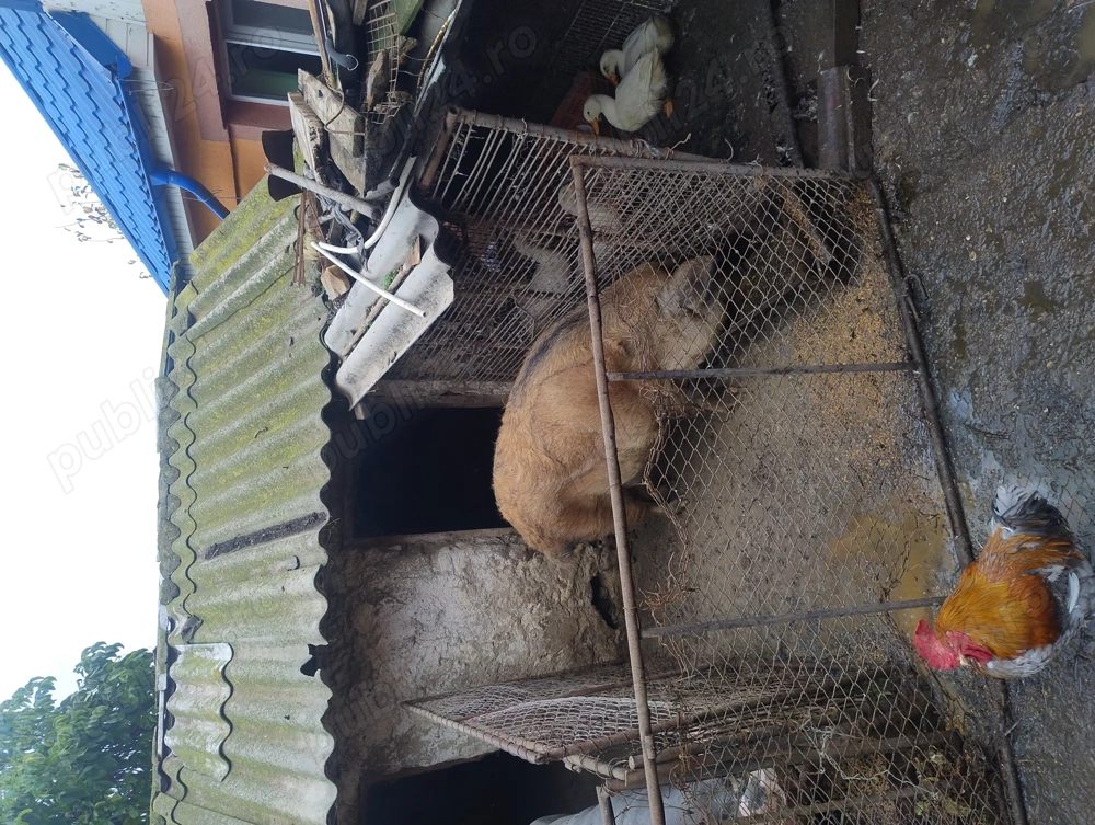 Porc mangalita cu mistreț  in jur de 160 kg