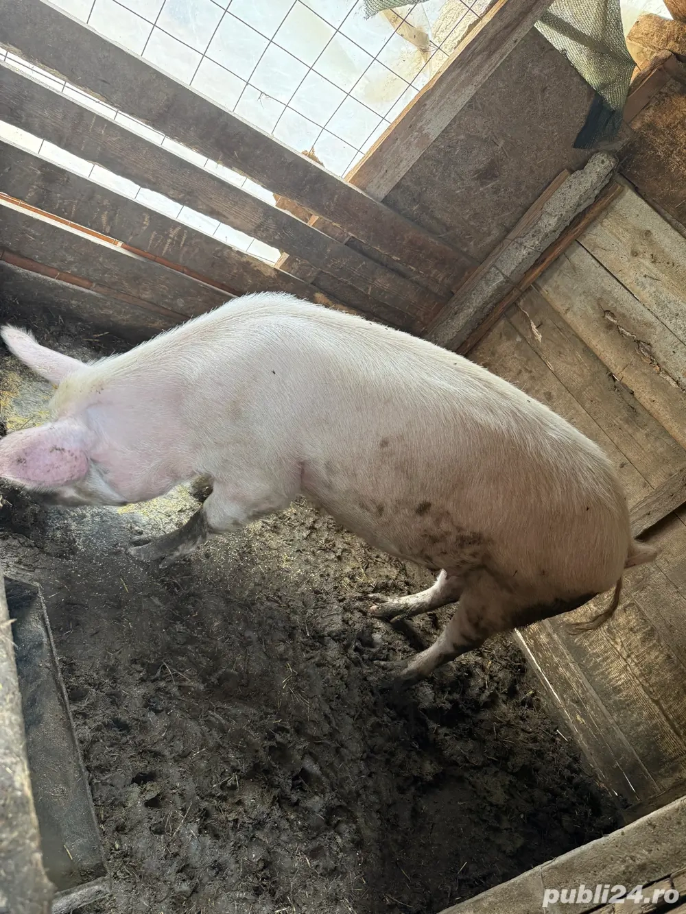 porci de vanzare 