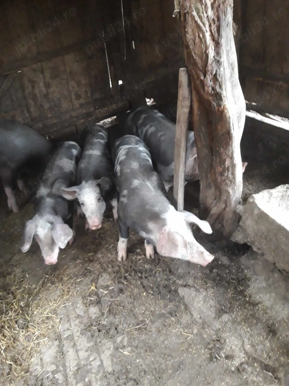 Purcele pentru reproducere 