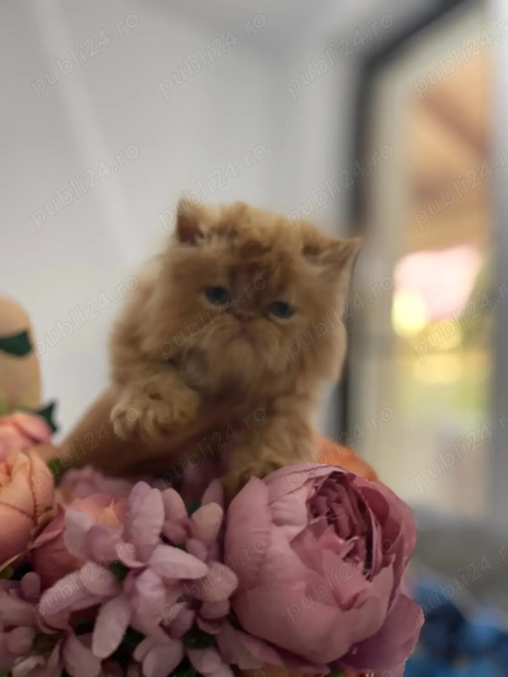 Patru pisicute dragalase foc 