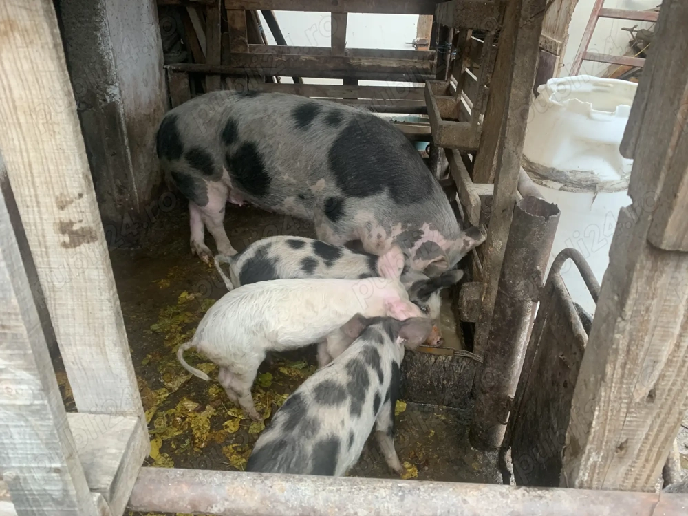 Vând porc de tăiat.