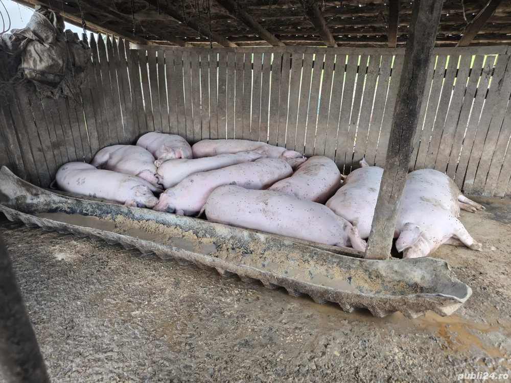 Porci De Vanzare 180-250 kg !!!