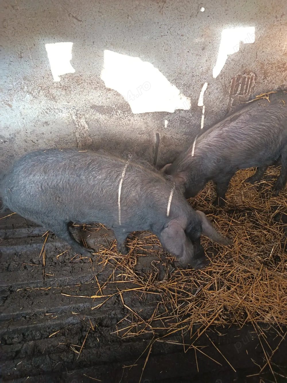 Vând 4 porci cu greutate cuprinsă între 90-150 kg