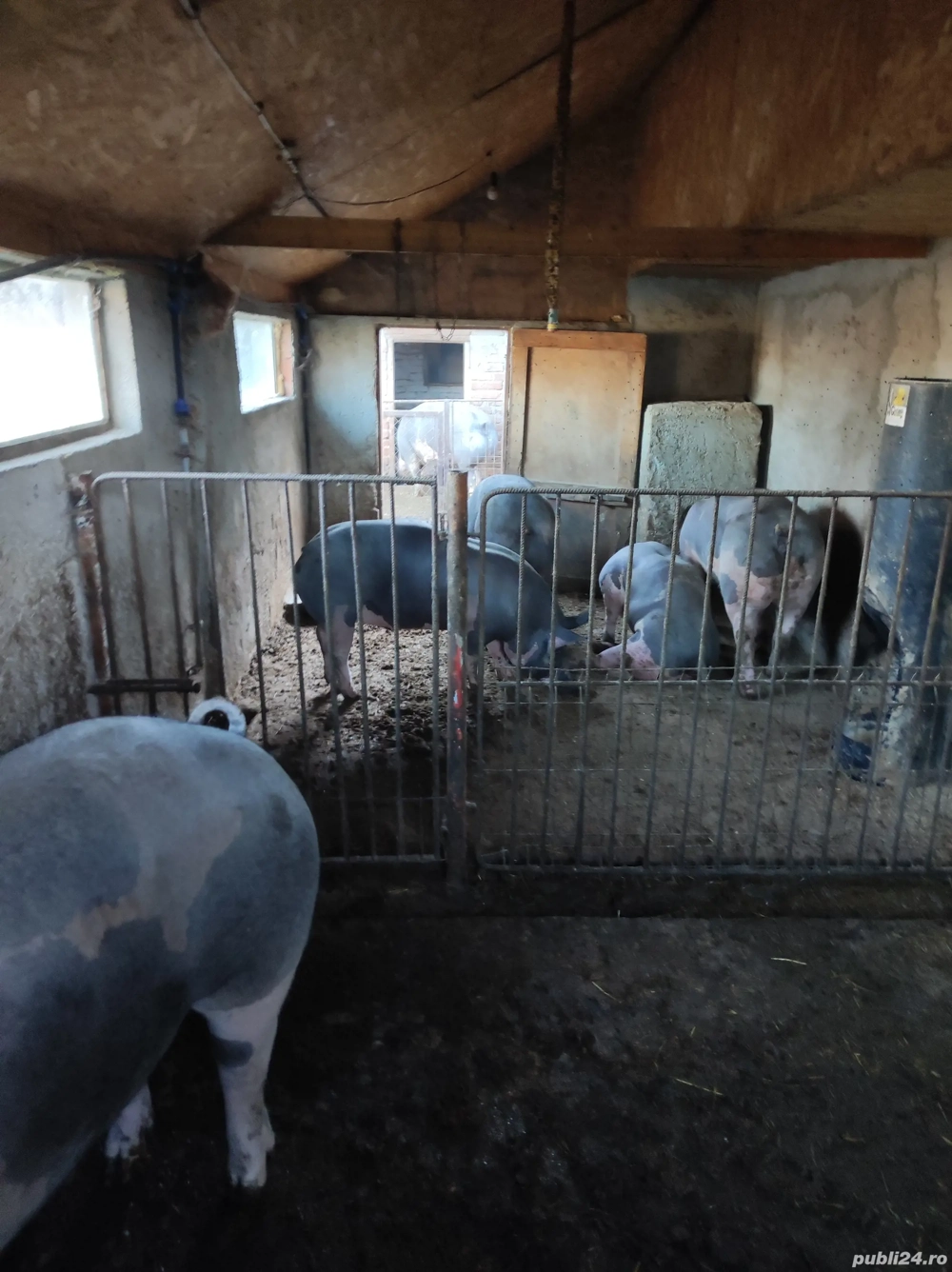 porci de carne de vînzare 