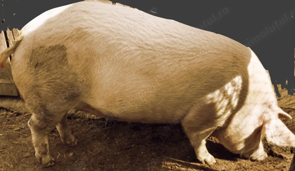 Vînd porc din gospodarie