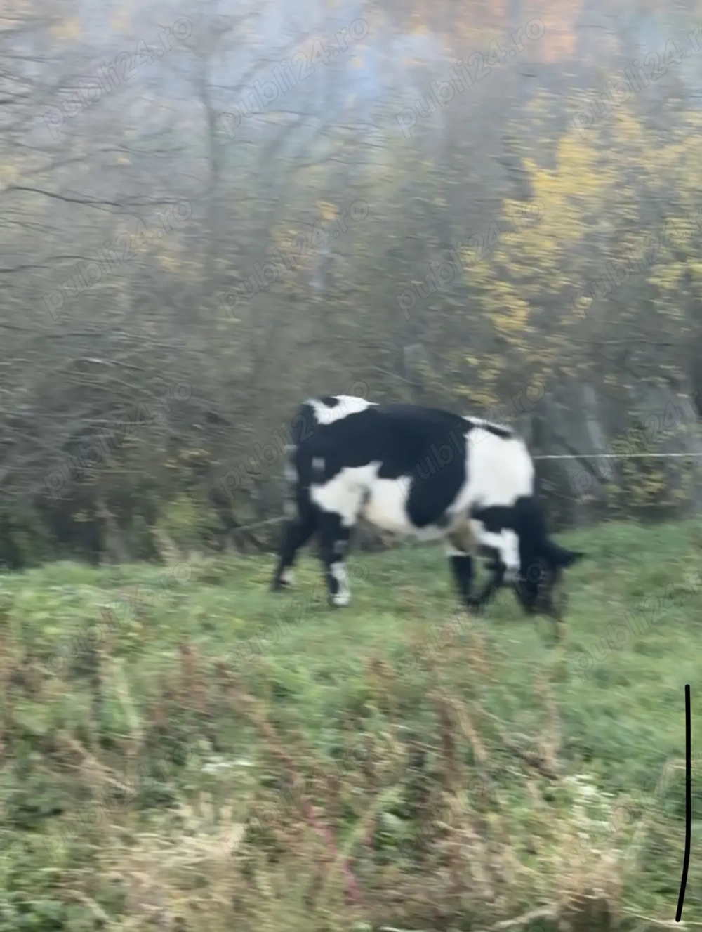 Vând tăurași Albastru Belgian 