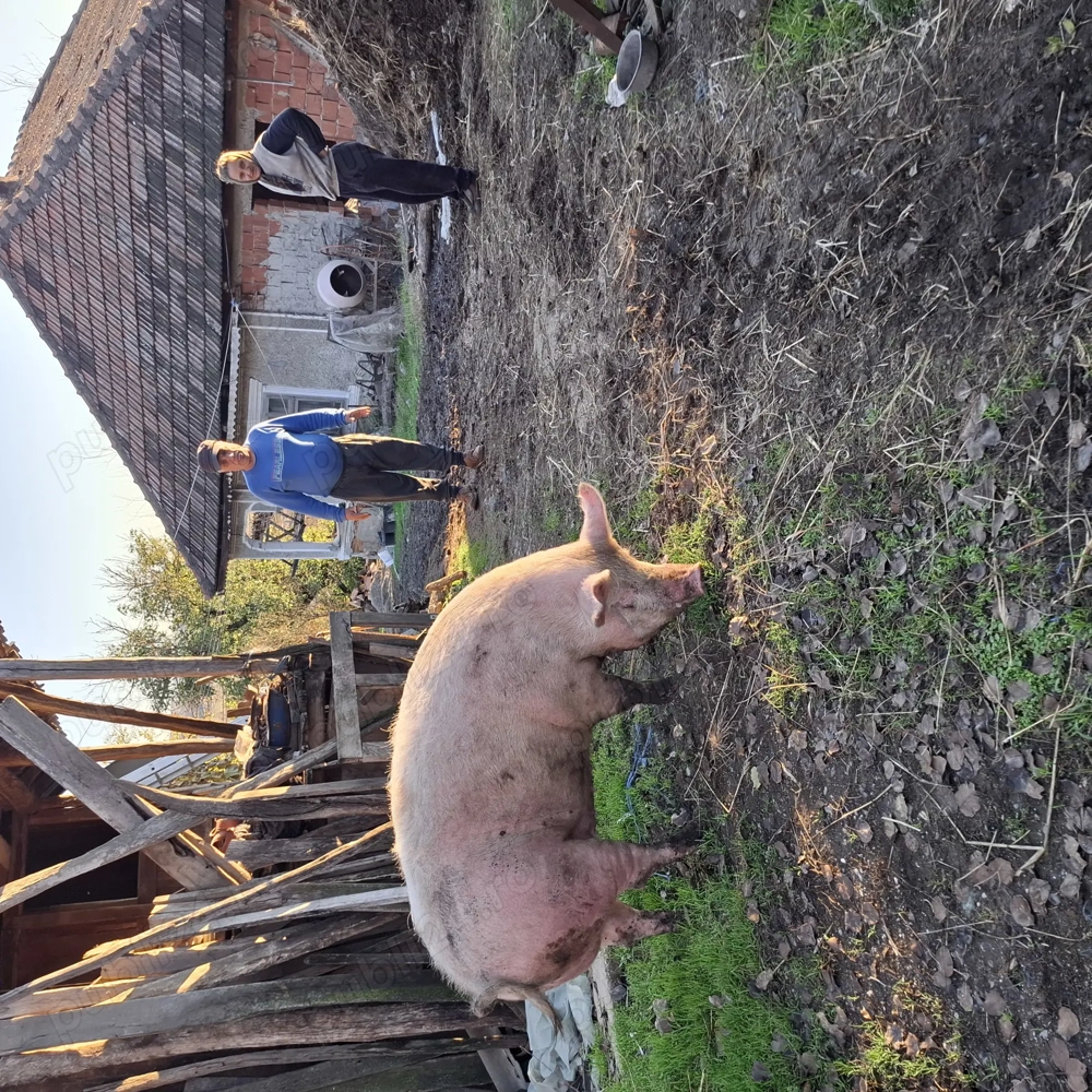 De vânzare ce se vede separat sau împreună.