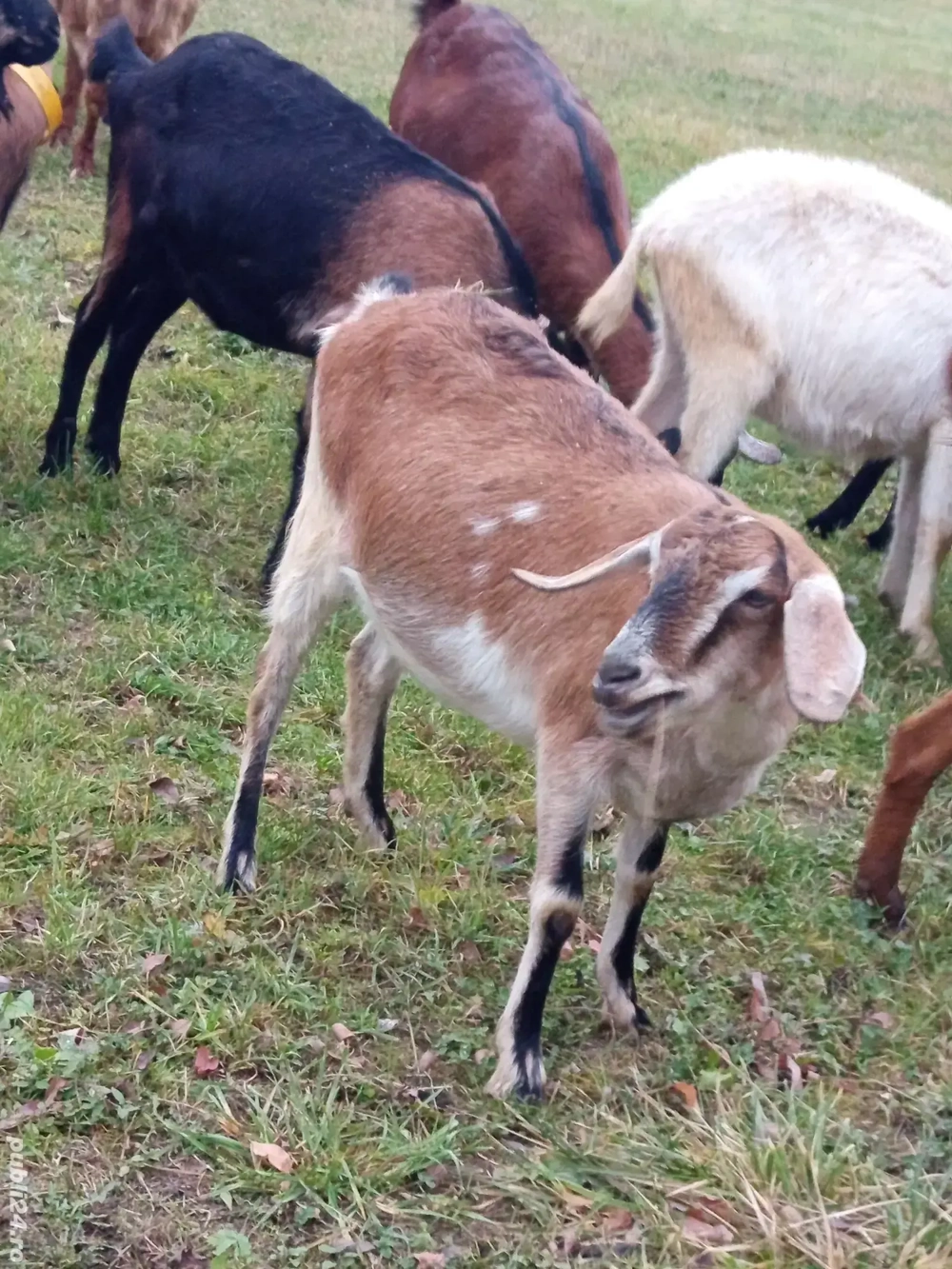 vând două căprițe gestante aproape de fătare