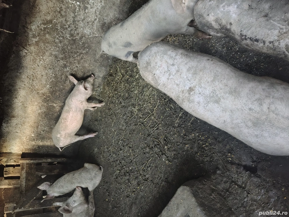 vand porci 70-100 kg 