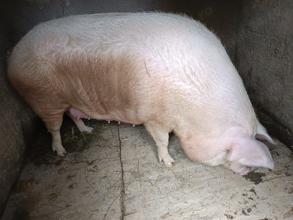 Vând porc, 340 de kg poate mai mult, 16 lei pe kg în viu, 