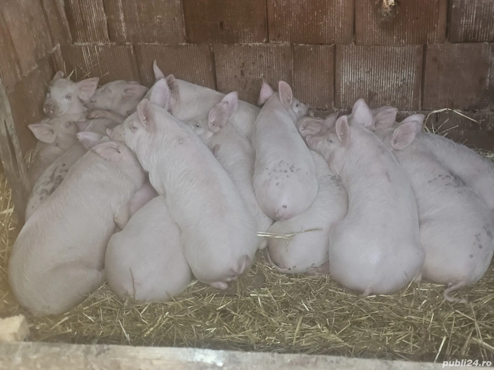 vând 20  purcei de 13-14  săptămâni rasa de carne25 -30 kg 