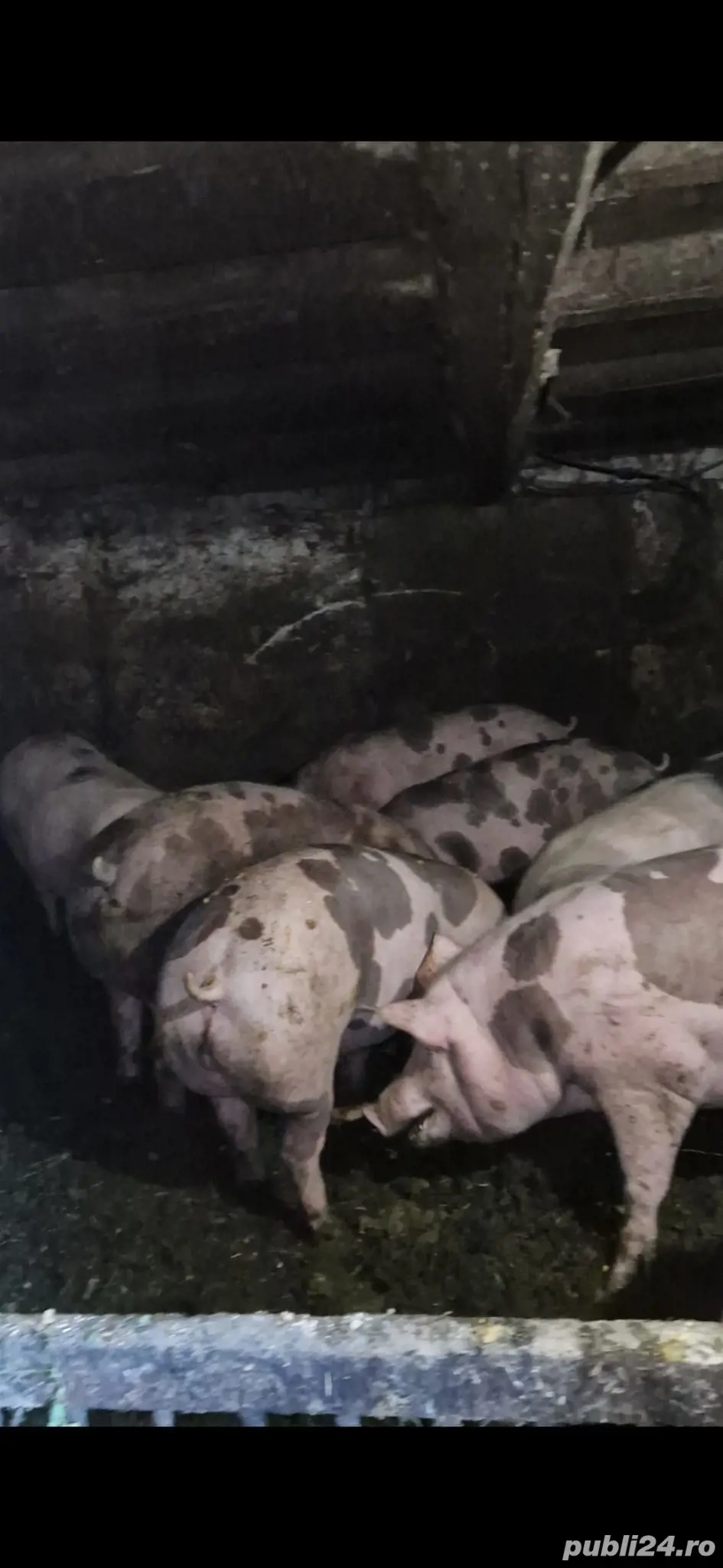 Porci pietrain disponibili!