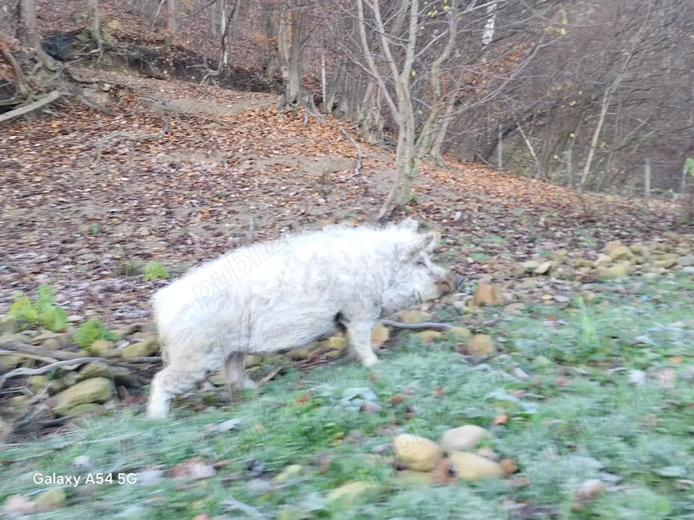 Porc mangalta180 200kg