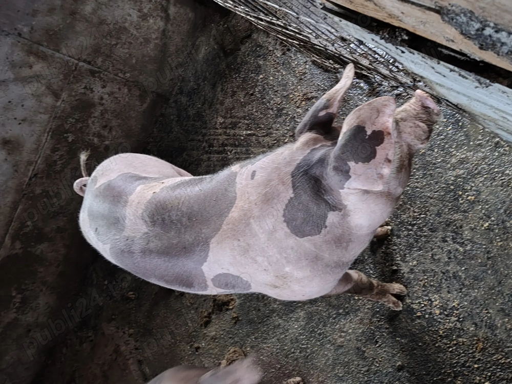 Porci pentru sacrificat 