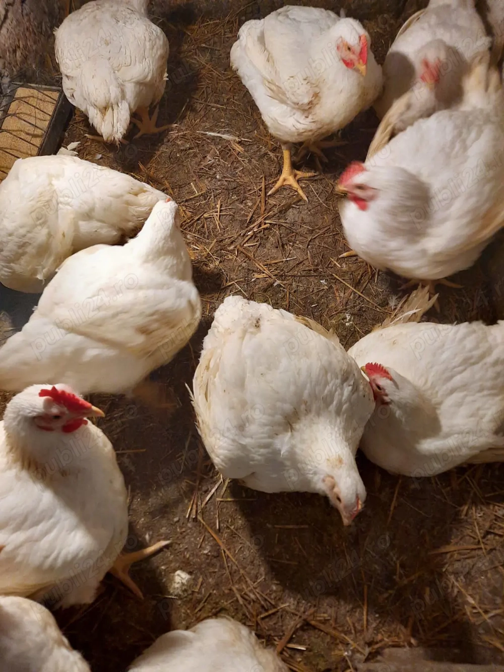 Vand pui de carne livrat la domiciliu.