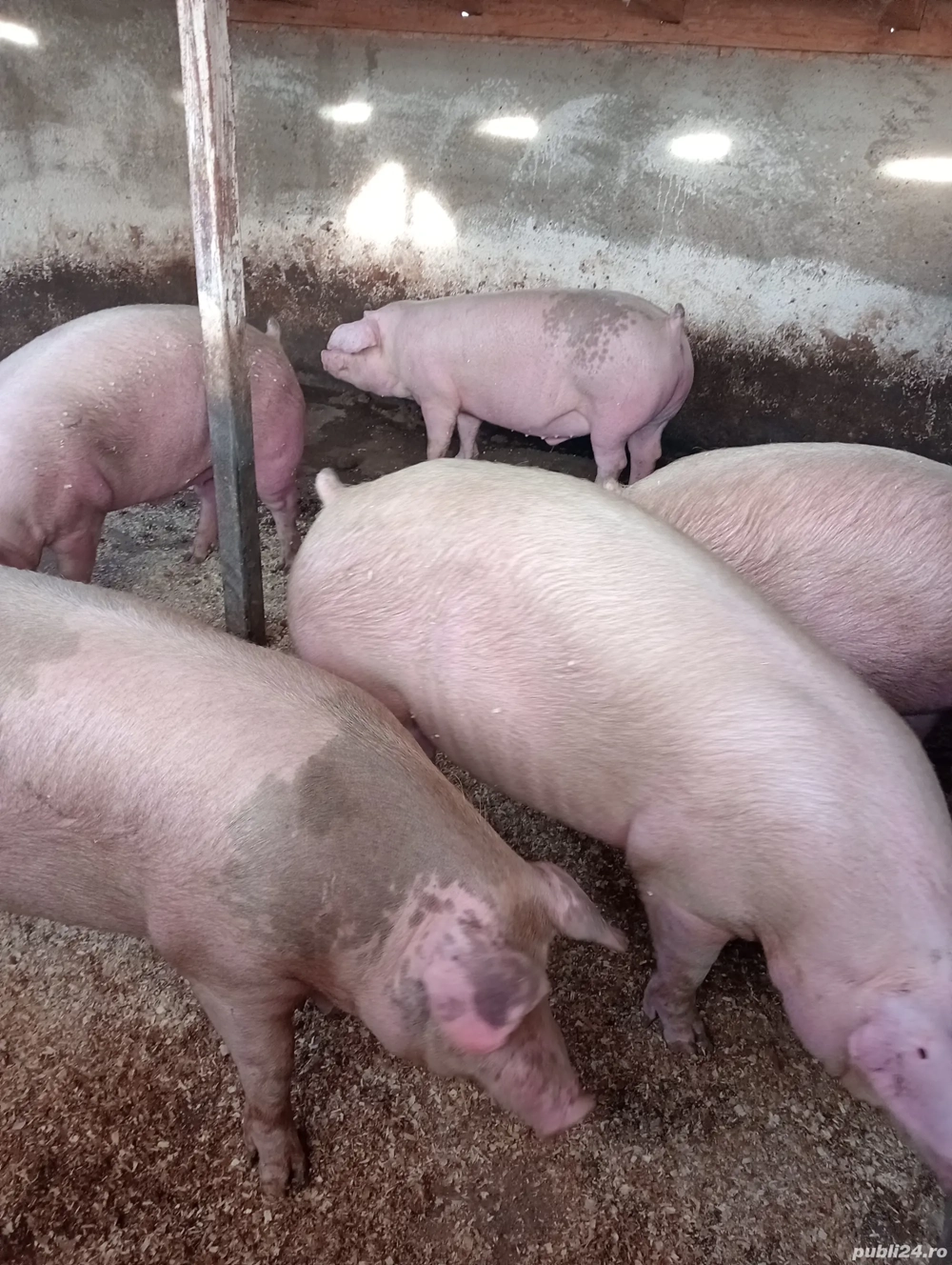 porci mari pentru Crăciun 