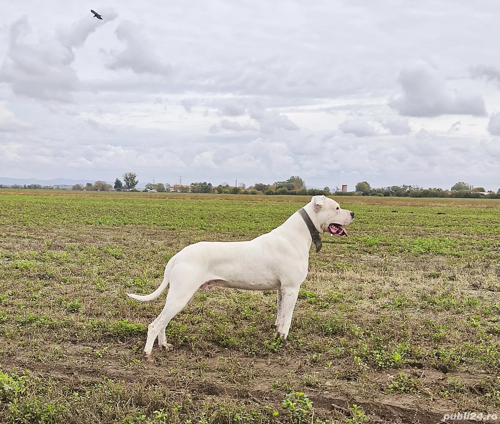 Disponibil pentru o nouă casă 