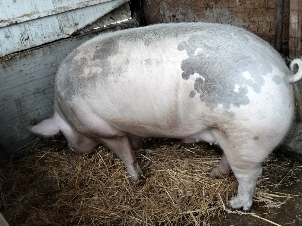 De vânzare............