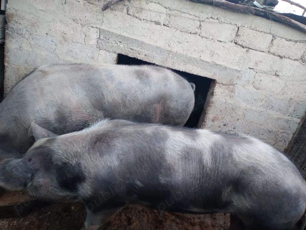 Porci de vânzare, crescuți natural