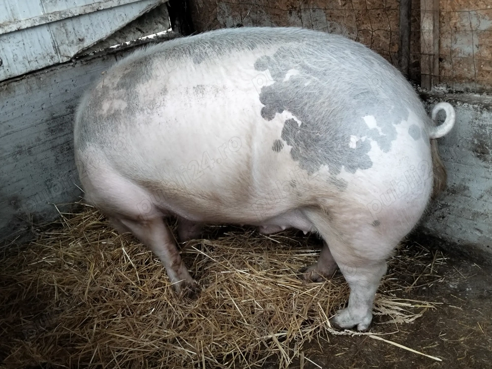 Disponibil 250 kg+++