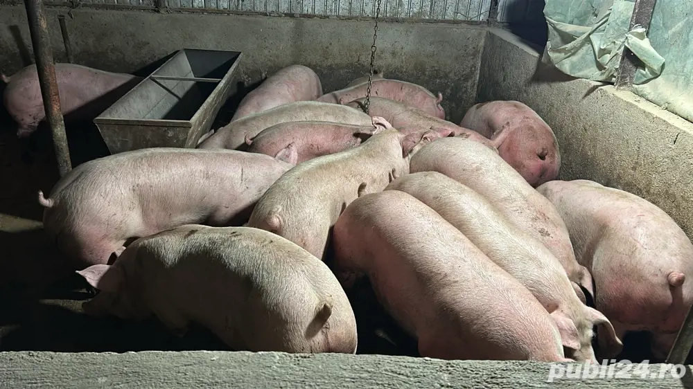 porci de vanzare 